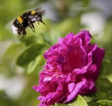 This list of flowers to attract bees in your garden or yard will make a beautiful pollinator garden that is beneficial for both us and the bees! How Do You Attract Bumble Bees Plants That Attract Bumble Bees