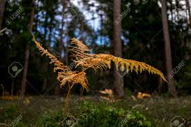 Yellow Autumn Bracken Growing Amongst Tall Pine Trees In A Dense Forest Close Up View To A Colorful Leaf Of The Bracken Stock Photo Picture And Royalty Free Image Image 50375710