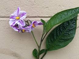 Image result for Solanum litoraneum