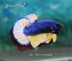 Fwbettashmp1521922208 Blue Mustard Ohmpk Betta Fish Betta Fish Care Freshwater Aquarium Fish