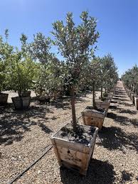 Image result for Feijoa sellowiana