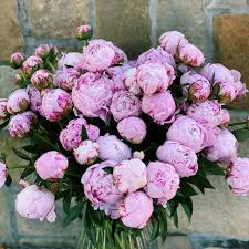 Peony flowers last well in vases, but they should be cut at the correct stage of bud development. Peony Bouquets The Lush Lily Brisbane Florist Flower Delivery Carindale Loganholme Brisbane Buy Flowers Online