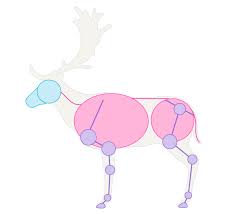 How To Draw Animals Deer Species And Anatomy The best charcoal pencil drawing tutorial of a deer. to draw animals deer species and anatomy