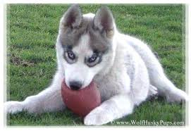 Free dog classifieds ️ pawbe is here to help you find the perfect puppy for you and your family 🐾 breeders and puppy owners can list their cute puppies here. Hybrid Puppies For Sale Adoption Ad From Cedar City Utah Wolf Husky Puppies For Sale Hybrid S Adpos Puppies For Sale Husky Puppies For Sale Husky Puppy