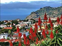 Image result for Aloe welwitschii