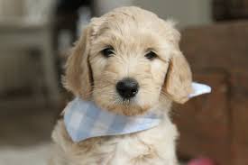 Do labradoodle breeders ship puppies out of state? Labradoodle Sem 7 Weeks Old Labradoodle Golden Retriever Puppy Love