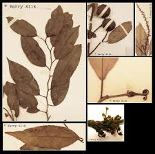 Image result for Shirakiopsis