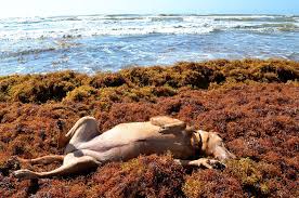 Making Seaside Fun Out Of Seaweed Seaside Fun Funny Animals