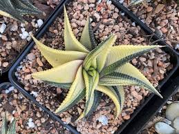 Image result for Haworthia limifolia
