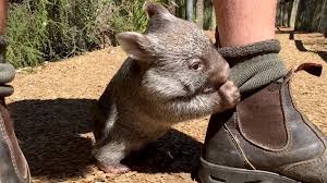Watch A Rescued Baby Wombat Bond With His Caretaker Baby Wombat Australian Reptile Park Wombat