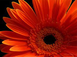 Gerbera Daisies White Flowers Wallpaper Zellox Gerber Daisies Sunflowers And Daisies Daisy Wallpaper