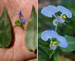 Image result for Commelina benghalensis