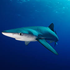Blue Shark Facts Size Habitat Reproduction