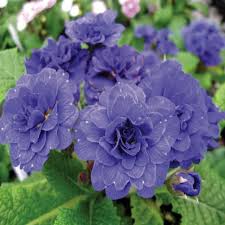 How To Select And Plant Perennials Includes A Hardiness