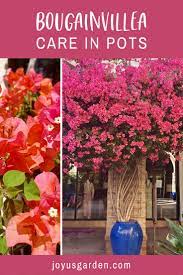 Bougainvillea Care In Pots Joy Us Garden In 2021 Bougainvillea Care Bougainvillea Healthy Flowers