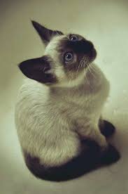Beautiful Siamese Kitten Gatitos Lindos Gato Siames Felinos