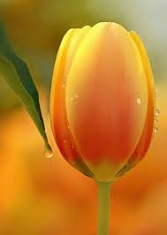 Mine bloom in two waves, in various shades of dark to light blue and purple, as they peak and wane. Pin On Beautiful Pics