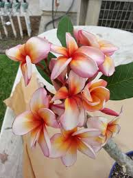 Sunsplash Jungle Jacks Plumeria 2017 Plumeria Frangipani Garden