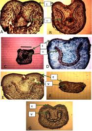 Image result for Pteris atrovirens