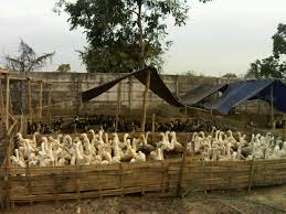 Order vitamin bebek petelur bisa langsung wa : Ukuran Kandang Bebek Petelur 100 Ekor Berbagai Ukuran