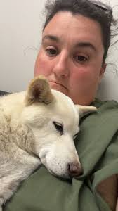 I think he wants my food 😂 @ronin.the.shibainu