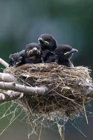 Baby Crow Detective Work