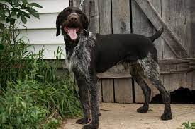 Pups born june seventeenth and are ready to go anytime. German Wirehaired Pointer Puppies Michigan Sportsman Forum