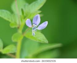 Image result for Cleome rutidosperma