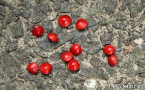 Image result for Tragia adenanthera