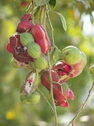 Image result for Pithecellobium dulce