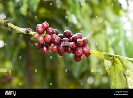 Image result for Coffea sp. A