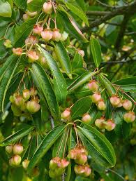 Image result for Celastraceae