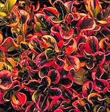 Image result for Coptosperma rhodesiacum