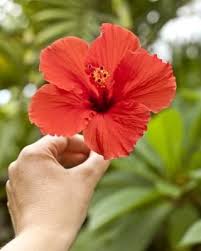 Orlando Florida Native Plants Ehow Com Florida Flowers Florida Landscaping Florida Native Plants