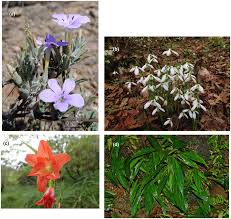 Image result for Barleria tanzaniana