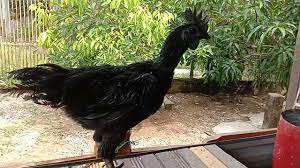 Berziarah kubur ke makam orang kafir hukumnya boleh (syarh shahih muslim lin nawawi, 3/402). Pembekal Ayam Hitam Cemani Beitrage Facebook