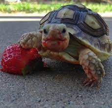 We did not find results for: Psbattle This Turtle Eating A Strawberry Photoshopbattles