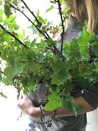 Locate and compare florists & flower shops in toronto on, yellow pages local listings. Botany Floral Studio 647 341 6646 Toronto Florist Flower Delivery Toronto Order Flowers Online