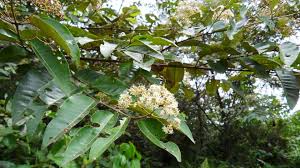Image result for Harungana madagascariensis