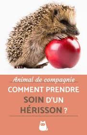 Vous Aimez Les Herissons Et Avez Envie D En Adopter Un Vous Avez Trouve Un Herisson Un Peu Mal En Point Et Herisson Domestique Animaux De Compagnie Herisson