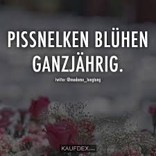 Pissnelken Bluhen Ganzjahrig Kaufdex Lustige Spruche Lustige Spruche Spruche Pissnelke