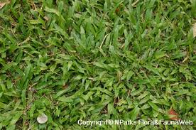 Image result for Axonopus