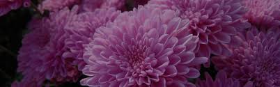 In any case, it's lovely. Wholesale Chrysanthemum From Holland