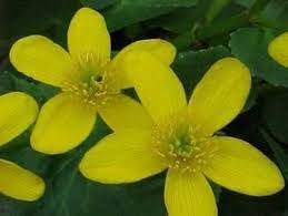 10 fiori da balcone invernali infiorescenza a grappolo tipica di certi alberi. Fiorellini A Grappolo Profumatissimi Che Crescono Inizio Primavera Realizzare Giardino Crea Giardino Come Allestire Un Il Narciso E Il Fiore Che Prima Di Tutti Annuncia L Arrivo Della Primavera Rickey Hays