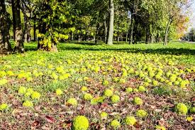 What works on mosquitoes may have no effect on ticks or vice versa. Are Hedge Apples Edible And What Are They Good For The Practical Planter