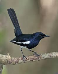 87 gambar burung trucuk garuda kekinian gambar pixabay. Pin On Flycatchers