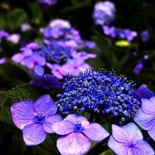 Garten Tipps Hortensien Mit Bildern Blumenbilder Schone Blumen Lila Blumen