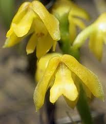 Image result for Polystachya mildbraedii