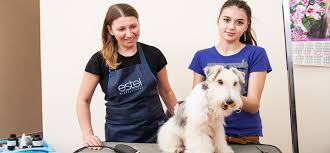 How much do you pay for dog grooming? 11 Crucial Tips Your Dog Groomer Wants You To Know Playbarkrun