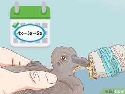 Maybe you would like to learn more about one of these? Easy Ways To Feed A Baby Pigeon 12 Steps With Pictures